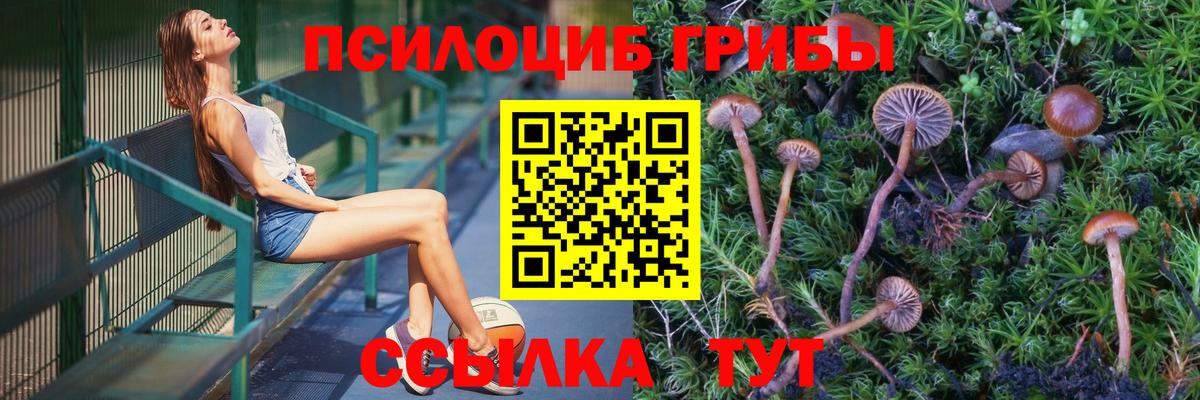 Реутов  Галлюциногенные грибы Psilocybine cubensis  Вход с VPN 